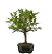 Bonsai de Amoreira 5 anos (35 cm) Frutificando - Imagem 4