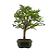 Bonsai de Amoreira 5 anos (35 cm) Frutificando - Imagem 2