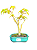Bonsai de Acer Palmatum 4 Anos ( 29 cm) - Imagem 1