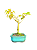 Bonsai de Acer Palmatum 4 Anos ( 29 cm) - Imagem 4