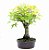 Bonsai de Acer Palmatum 15 Anos ( 40 cm) - Imagem 4