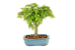Bonsai de Acer Palmatum 4 Anos ( 26 cm) - Imagem 3