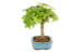 Bonsai de Acer Palmatum 4 Anos ( 26 cm) - Imagem 4