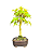 Bonsai de Acer Palmatum 4 Anos ( 26 cm) - Imagem 4