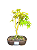 Bonsai de Acer Palmatum 4 Anos ( 26 cm) - Imagem 1