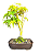 Bonsai de Acer Palmatum 4 Anos ( 26 cm) - Imagem 3