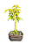 Bonsai de Acer Palmatum 4 Anos ( 26 cm) - Imagem 2