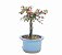 Bonsai de Cotoneaster Apiculata - 3 anos ( 20 cm ) - Imagem 2