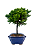 Bonsai de Junípero Procumbens 3 anos (20 cm) - Imagem 4