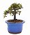 Bonsai de Cotoneaster Apiculata - 3 anos ( 15 cm ) - Imagem 2
