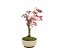 Bonsai de Acer Palmatum 2 Anos ( 27cm) - Imagem 4