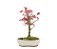 Bonsai de Acer Palmatum 2 Anos ( 27cm) - Imagem 3