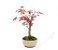 Bonsai de Acer Palmatum 2 Anos ( 27cm) - Imagem 2