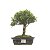 Bonsai de Buxus Harlandi - 5 anos (26 cm) - Imagem 1