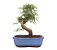 Bonsai de Calliandra Rosa 6 Anos ( 24 cm ) - Imagem 3