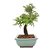 Bonsai de Calliandra Rosa 7 Anos ( 28 cm ) - Imagem 4