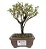Serissa Rosa (Phoetida)  2 anos ( 20 cm) Florescendo - Imagem 1