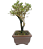 Serissa Rosa (Phoetida)  2 anos ( 20 cm) Florescendo - Imagem 4