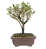 Serissa Rosa (Phoetida)  2 anos ( 20 cm) Florescendo - Imagem 3