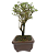 Serissa Rosa (Phoetida)  2 anos ( 20 cm) Florescendo - Imagem 2
