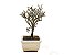 Bonsai de Cotoneaster Apiculata - 2 anos ( 18 cm ) - Imagem 4