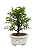 Bonsai de Calliandra Rosa 3 Anos ( 25 cm ) - Imagem 1
