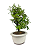 Bonsai de Calliandra Rosa 3 Anos ( 25 cm ) - Imagem 2