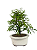 Bonsai de Calliandra Rosa 3 Anos ( 25 cm ) - Imagem 3
