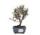 Bonsai de Cotoneaster Apiculata - 2 anos ( 20 cm ) - Imagem 1