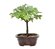 Bonsai de Acer Kaede 3 Anos ( 26cm) - Imagem 3