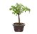 Bonsai de Acer Kaede 3 Anos ( 26cm) - Imagem 2