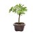 Bonsai de Acer Kaede 3 Anos ( 26cm) - Imagem 4