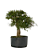 Pré Bonsai de Calliandra 9 Anos ( 50 cm ) - Imagem 2