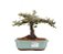 Bonsai de Cotoneaster Apiculata - 5 anos ( 18 cm ) - Imagem 1