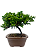 Bonsai de Junípero Procumbens 3 anos (20 cm) - Imagem 3
