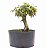 Pré Bonsai de Cotoneaster Apiculata 4 anos ( 30 cm ) - Imagem 3