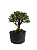 Pré Bonsai de Serissa (Phoetida) 4 anos (28 cm) - Imagem 3