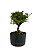 Pré Bonsai de Serissa (Phoetida) 4 anos (28 cm) - Imagem 4
