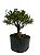 Pré Bonsai de Serissa (Phoetida) 4 anos (28 cm) - Imagem 1