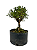 Pré Bonsai de Serissa (Phoetida) 4 anos (28 cm) - Imagem 2