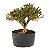 Pré Bonsai de Serissa (Phoetida) 4 anos (30 cm) - Imagem 1