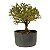 Pré Bonsai de Serissa (Phoetida) 4 anos (30 cm) - Imagem 2
