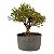 Pré Bonsai de Serissa (Phoetida) 4 anos (30 cm) - Imagem 3