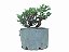 Pré Bonsai de Junípero Procumbens (muda) 7 anos (37 cm) - Imagem 3