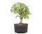 Pré Bonsai de Ulmus Parvifolia 4 anos (33 cm) - Imagem 2