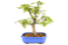 Bonsai de Acer Palmatum 5 Anos ( 30 cm) - Imagem 3