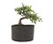 Pré Bonsai de Cotoneaster Apiculata 2 anos ( 25 cm ) - Imagem 1