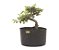 Pré Bonsai de Cotoneaster Apiculata 2 anos ( 25 cm ) - Imagem 2