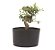 Pré Bonsai de Cotoneaster Apiculata 2 anos ( 25 cm ) - Imagem 3