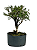 Pré Bonsai de Serissa (Phoetida) 4 anos (30 cm) - Imagem 4
